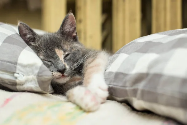 Encantador Dulcemente Gatito Está Durmiendo Entre Almohadas Suaves Cerca Calentar —  Fotos de Stock