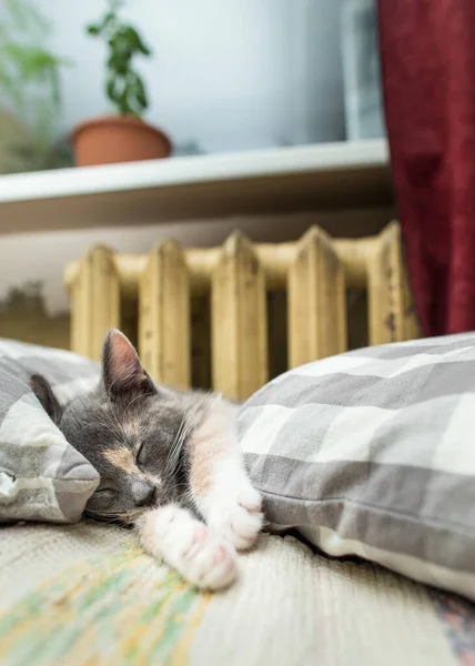 魅力的な甘い子猫は暖かいラジエーターに近い柔らかい枕の間で眠っています — ストック写真