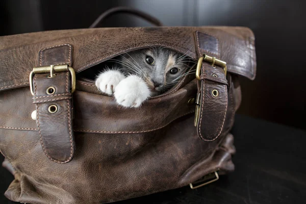 Eski Deri Bir Çantada Oturan Komik Kedi Yavrusu Sahiplerinin Işe — Stok fotoğraf