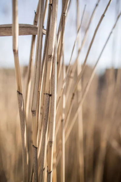 春の晴れた日の午後に葦の乾燥した茎 — ストック写真