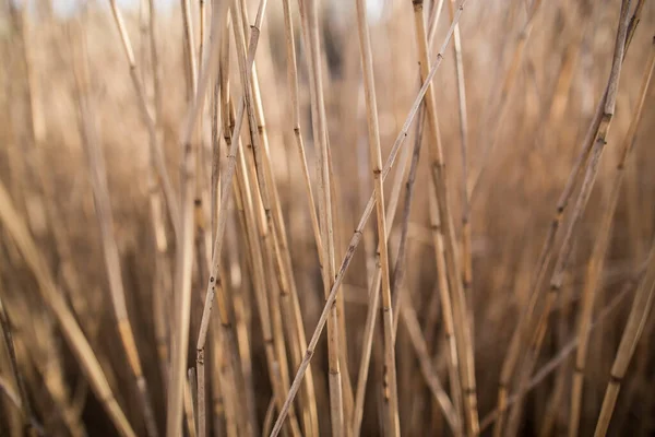 春の晴れた日の午後に葦の乾燥した茎 — ストック写真