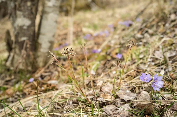 Schöne Lila Blüten Hepatica Trockene Blätter Und Schneekörner Kalter Frühling — Stockfoto