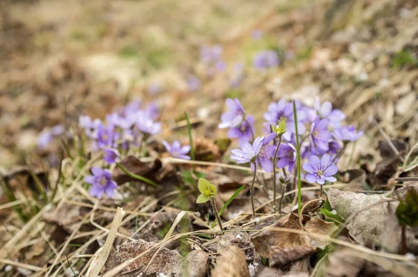 Gyönyörű Lila Virágok Hepatica Száraz Levelek Szemek Hideg Tavasz — Stock Fotó