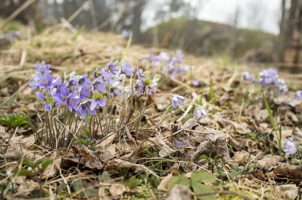 Gyönyörű Lila Virágok Hepatica Száraz Levelek Szemek Hideg Tavasz — Stock Fotó