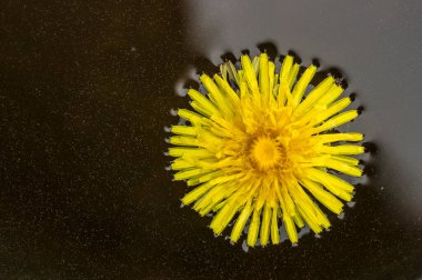 Suyun içinde güzel sarı taraxacum, yakın plan..