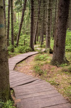 Ecological path made out of wooden planks to walk in summer forest. Vertical version. clipart