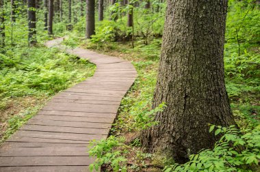 Yaz ormanlarında yürümek için ahşap kalaslardan yapılmış ekolojik izler, arka planda bir dere üzerinde küçük bir köprü..