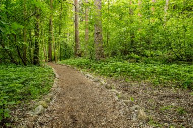 Orman parkındaki ekolojik patika küçük beyaz taç yapraklı kuş kirazı (prunus padus), bahar günü.