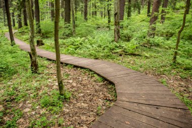 Tahtadan yapılmış ekolojik patika, ormana doğru kıvrılarak uzaklaşmak için..