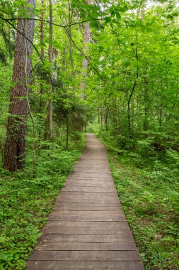 Tahtadan yapılmış ekolojik patika, ormana doğru kıvrılarak uzaklaşmak için..