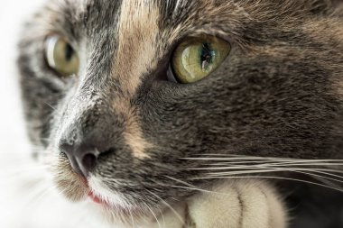 Fotoğrafçının yansıttığı yeşil gözlü sevimli, üç renkli, genç bir kedi. Yakın plan..