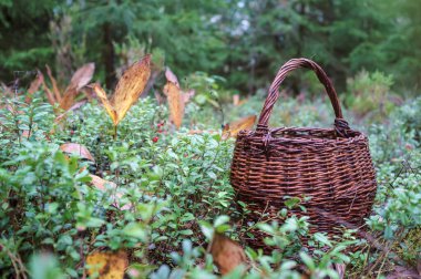 Eski hasır sepet, sonbahar günü ormandaki çimlerin üzerinde duruyordu. Yakın plan..