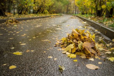 Bir grup sonbahar yaprağı temizleyicileri asfalt yolun kenarına, kaldırıma sürükledi. Sıkıcı, yağmurlu bir gün..