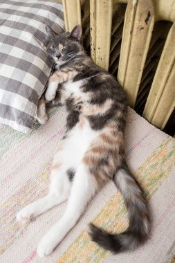Çekici tatlı kedi başını yumuşak yastıkların üzerinde sıcak radyatörün yanında dinlenerek uyur..