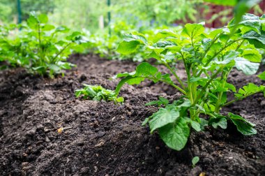 Köyde genç ve yeşil bir patates tabağı, bulutlu bir yaz günü.