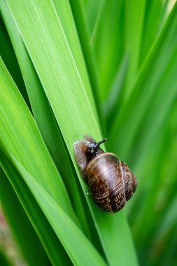Küçük sevimli salyangoz yemyeşil çimenler boyunca sürünür, güneşli yaz günü. Yakın plan..