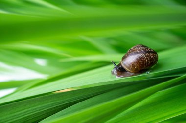 Küçük sevimli salyangoz yemyeşil çimenler boyunca sürünür, güneşli yaz günü. Yakın plan..