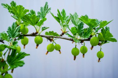 Bektaşi üzümleri (Ribes uva-crispa) çalısı ve bahçede yeşil olgunlaşmamış böğürtlenler. Yakın plan..