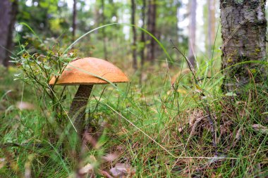 Ormandaki çimlerin üzerinde turuncu şapkalı yenilebilir mantarlar (Boletus kırmızısı) (Leccinum). Yakın plan..