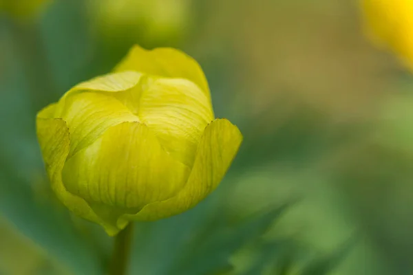 Чудовий Жовтий Trollius Europaeus Зблизька Розмитим Тлом — стокове фото