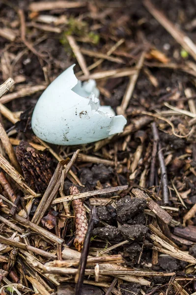 Yumurtadan Çıkan Sığırcığın Mavi Kabuğu Yuvadan Dışarı Atılır Yakın Plan — Stok fotoğraf