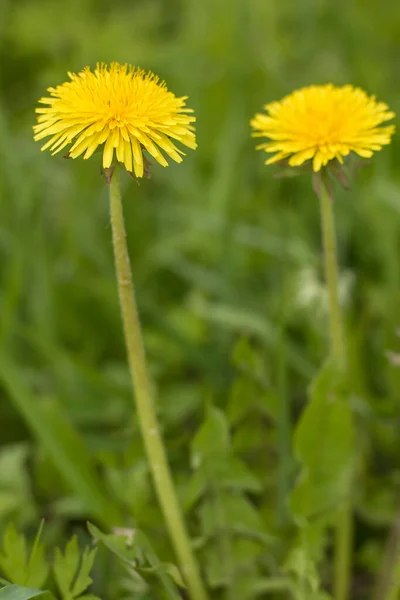 Gyönyörű Sárga Virágok Gyógytaraxacum Homályos Háttérrel Közelkép — Stock Fotó