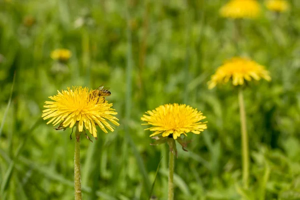 Abelha Mel Apis Mellifera Recolhe Néctar Das Flores Amarelas Taraxacum — Fotografia de Stock