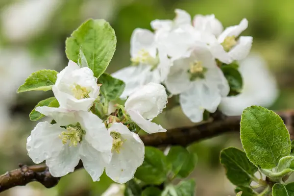 Beautiful Blooming Apple Tree Branch Rain Drops Close — Stock Photo, Image