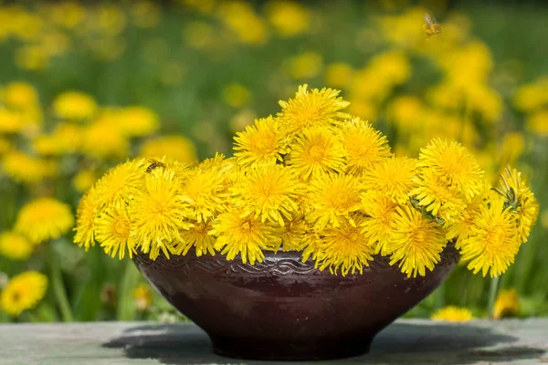 Egy Csomó Gyönyörű Sárga Virág Pitypang Taraxacum Officinale Hogy Beporzó — Stock Fotó