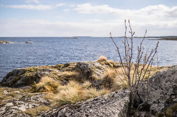 Small Tree Grass Rocky Shore Lake Background Can Seen Island — Stock Photo, Image