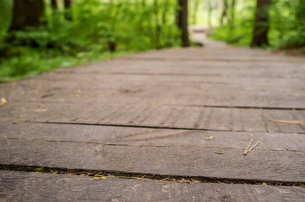 stock image Ecological path from wooden boards for walking in the forest with an unsharp background. Summer day, close-up.