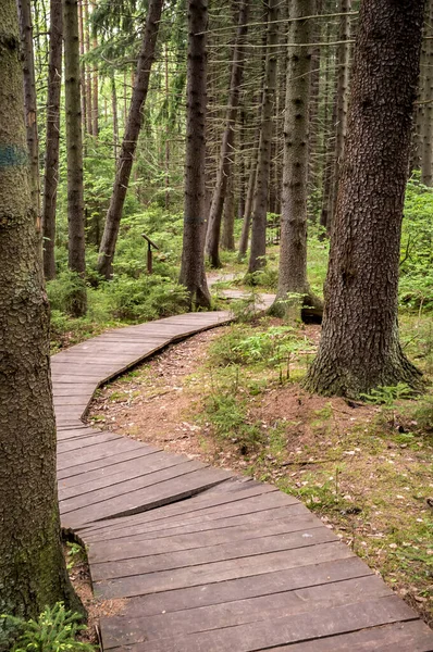 Ecological Path Made Out Wooden Planks Walk Summer Forest Vertical — Stock Photo, Image