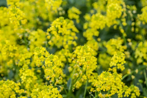 Красиві Жовті Квіти Ріпаку Brassica Napus Крупним Планом — стокове фото