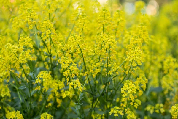 Красиві Жовті Квіти Ріпаку Brassica Napus Крупним Планом — стокове фото