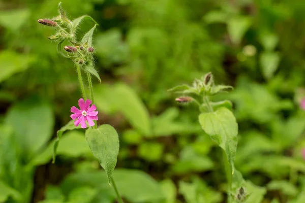 Bellissimo Fiore Viola Selvatico Una Foresta Estiva Con Sfondo Sfocato — Foto Stock