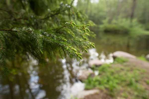 公園内の美しい緑のトウヒの枝 背景がぼやけている湖と夏の森 — ストック写真