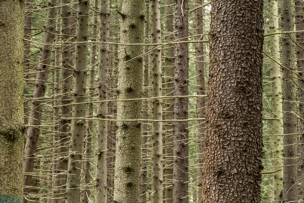 Bagażniki Świerkowe Picea Abies Lesie Letnim — Zdjęcie stockowe