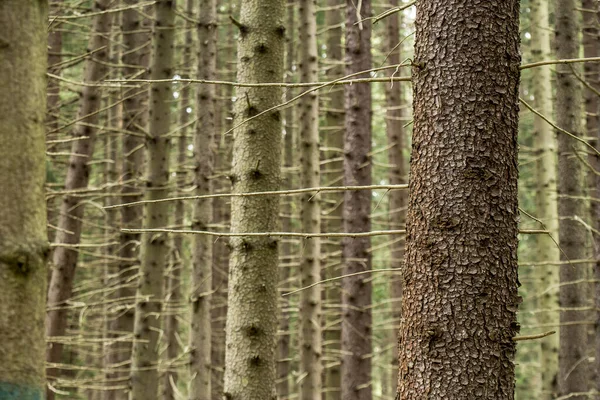 Bagażnik Świerkowy Picea Abies Lesie Letnim Tle Zamazanych Drzew — Zdjęcie stockowe