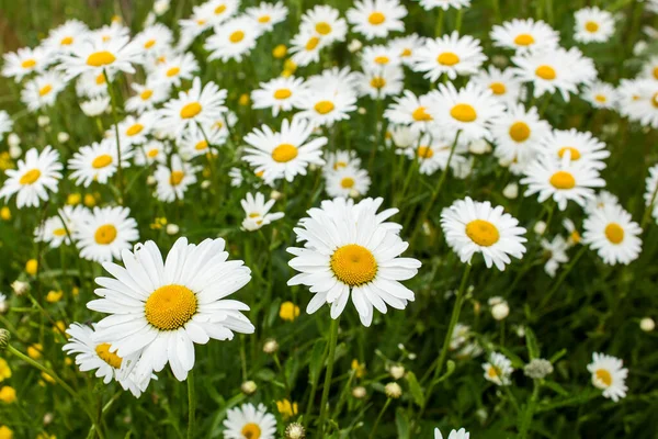 Çayırda güzel papatya çiçekleri (Leucanthemum) gecesi.