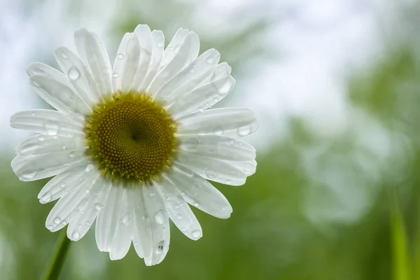 Piękny Kwiat Stokrotka Leucanthemum Deszczu Rozmytym Zielonym Tle Zbliżenie — Zdjęcie stockowe