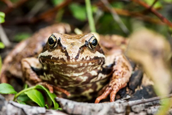 Marrom Bonito Rana Temporaria Está Sentado Vegetação Sobre Fundo Borrado — Fotografia de Stock