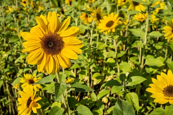 Красиві Соняшники Однорічні Квіти Геліантус Польовий Літній День — стокове фото