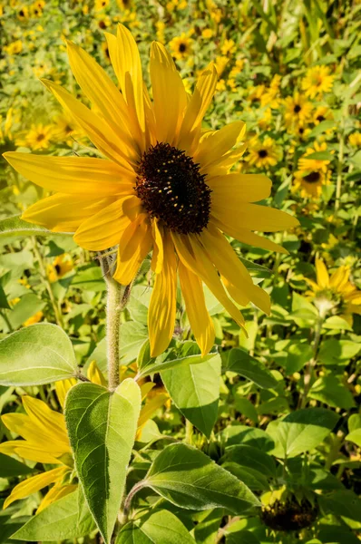 Красиві Соняшники Однорічні Квіти Геліантус Польовий Літній День — стокове фото