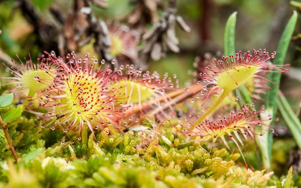 Schöner Rundblättriger Sonnentau Drosera Rotundifolia Ist Eine Fleischfressende Pflanze Einem — Stockfoto