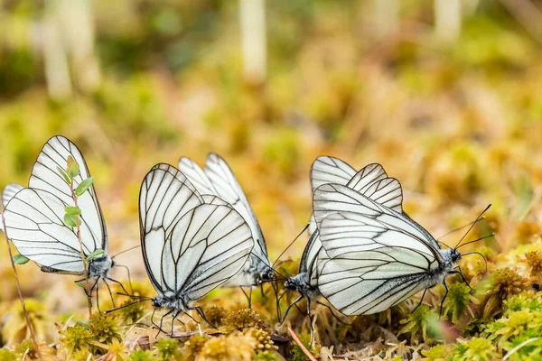 Groupe Beaux Papillons Blancs Nervure Noire Aporia Crataegi Sur Une — Photo