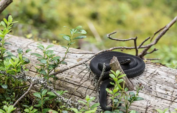 Piękna Czarna Żmija Zwyczajna Vipera Berus Naturalnym Środowisku Zwinięta Kłębek — Zdjęcie stockowe