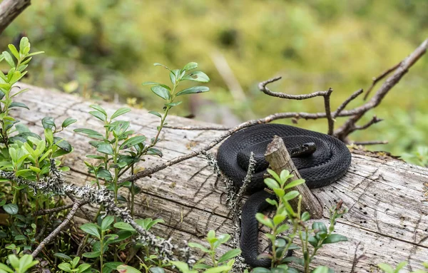 Hermosa Víbora Negra Común Vipera Berus Hábitat Natural Acurrucada Una — Foto de Stock