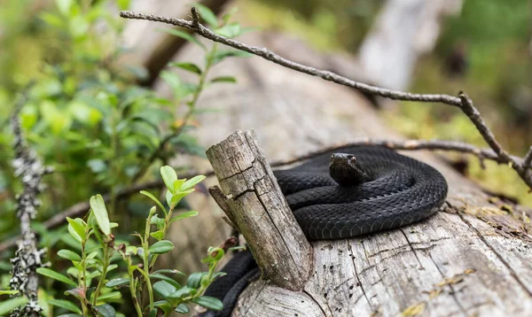 Hermosa Víbora Negra Común Vipera Berus Hábitat Natural Acurrucada Una — Foto de Stock