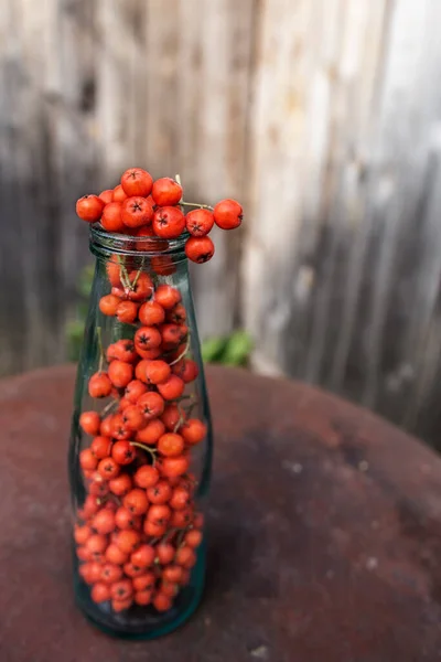 Ripe Red Fruits Mountain Ash Sorbus Aucuparia Located Old Glass — Stock Photo, Image