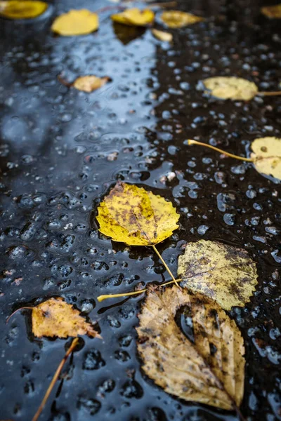 Schöne Abgefallene Gelbe Blätter Liegen Nach Dem Regen Auf Dem — Stockfoto